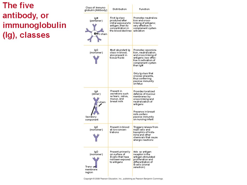Chapter 43 The Immune System. Overview Reconnaissance, Recognition,